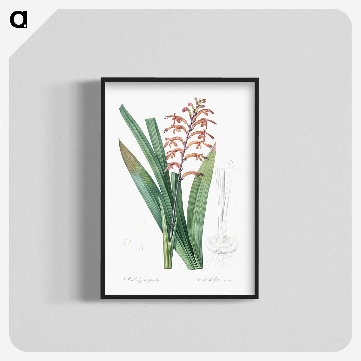 3-39_The-Lilies_blk-crop