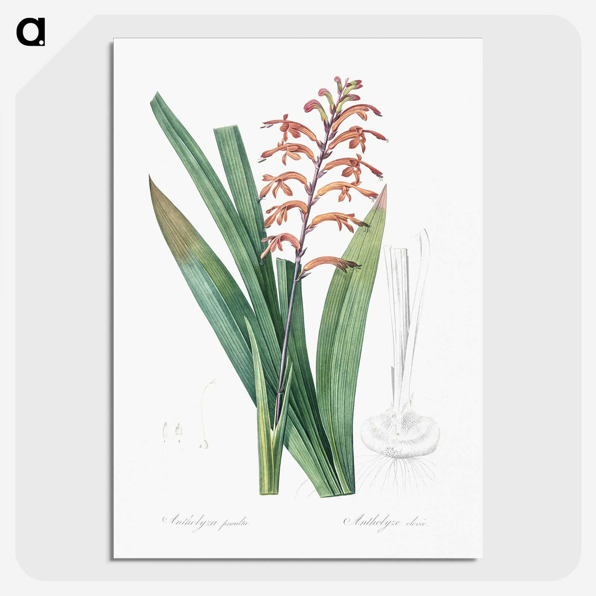3-39_The-Lilies_picture-crop