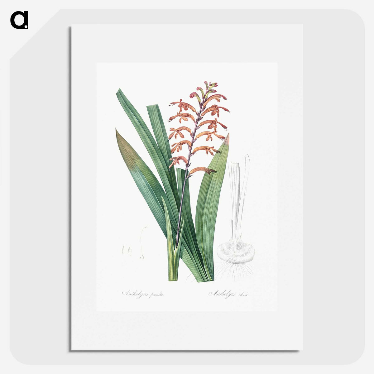 3-39_The-Lilies_picture