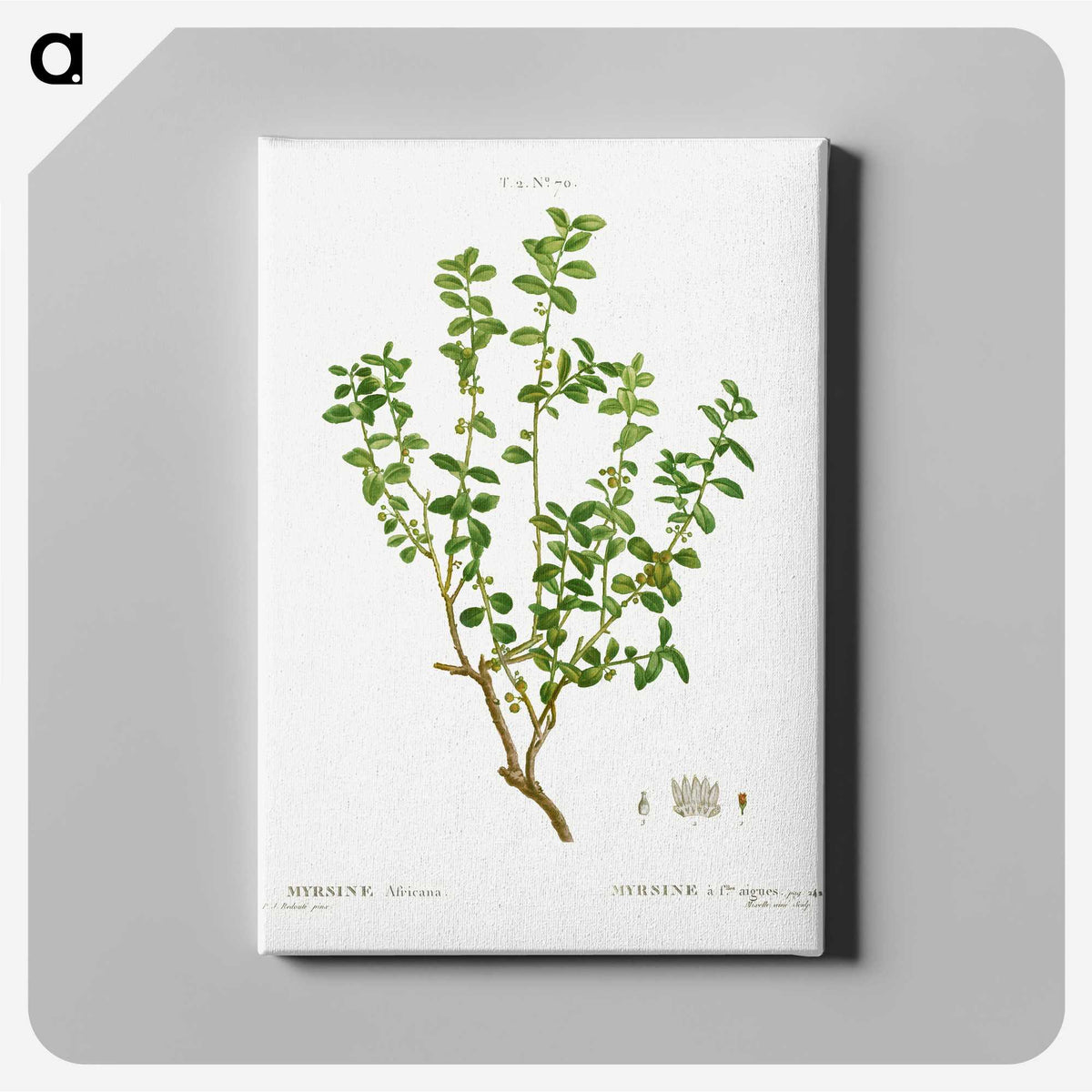 3-39_Treatise-on-Trees-and-Shrubs_canvas