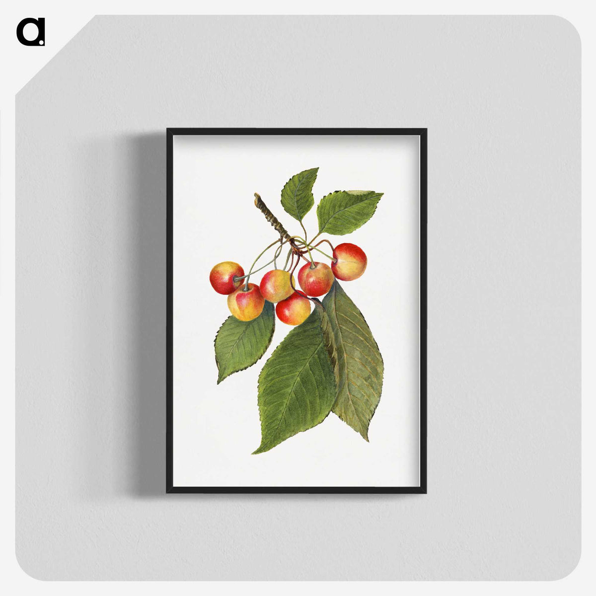 3-39_USDA-Watercolor-Fruit-Painting-Collection_blk-crop