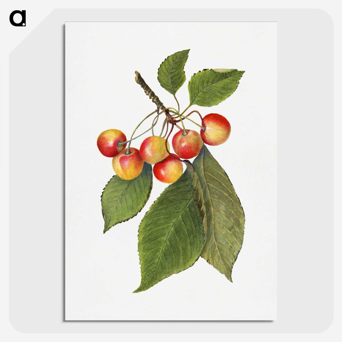 3-39_USDA-Watercolor-Fruit-Painting-Collection_picture-crop