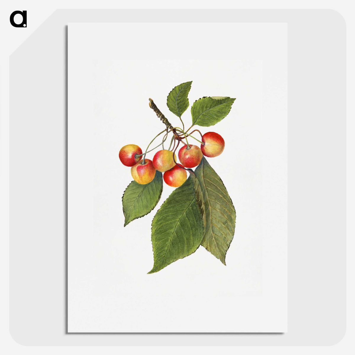3-39_USDA-Watercolor-Fruit-Painting-Collection_picture