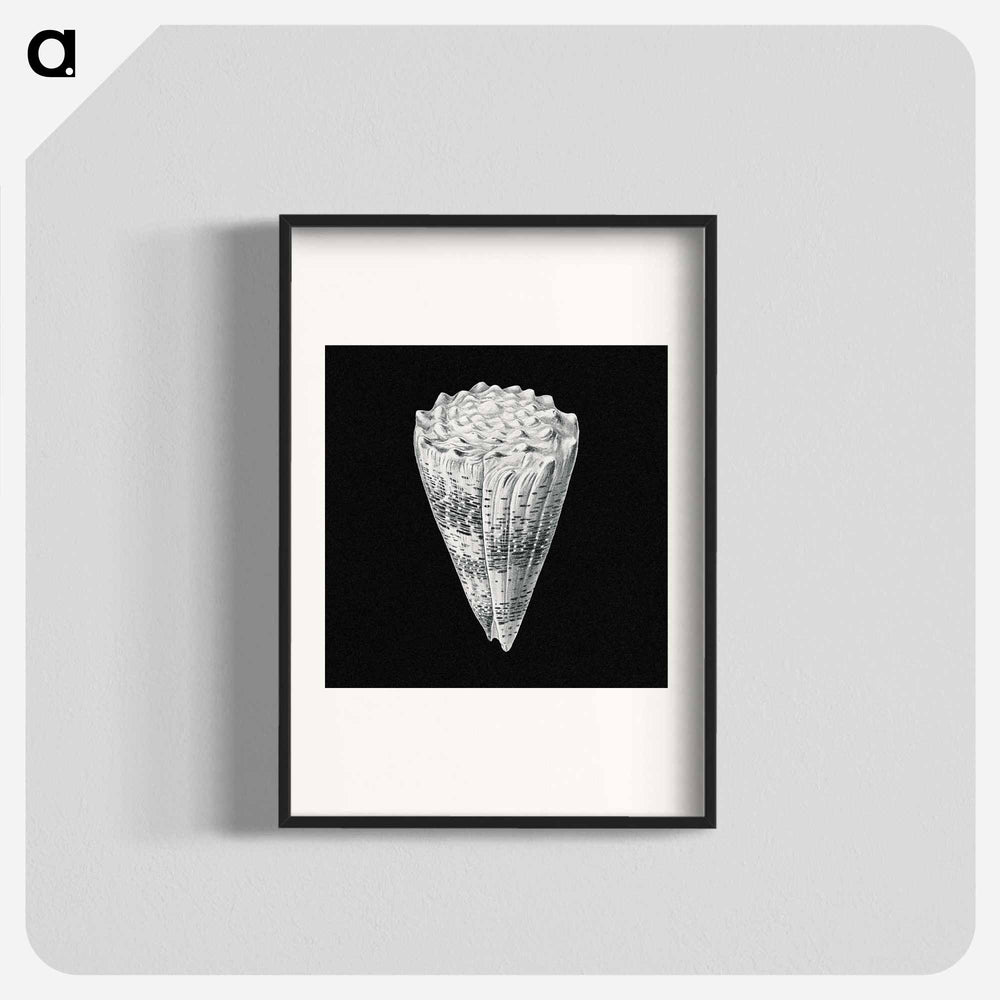 Vintage shell marine life illustration - エルンスト ヘッケル Poster.