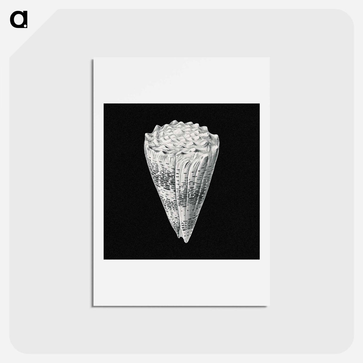 アートポストカード-Vintage shell marine life illustration - エルンスト ヘッケル Postcard.