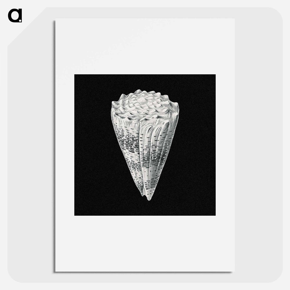Vintage shell marine life illustration - エルンスト ヘッケル Poster.