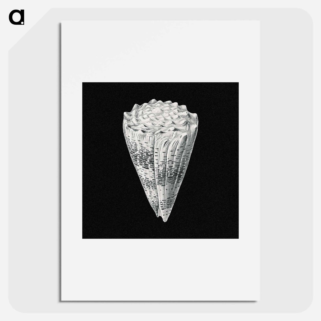 Vintage shell marine life illustration - エルンスト ヘッケル Poster.