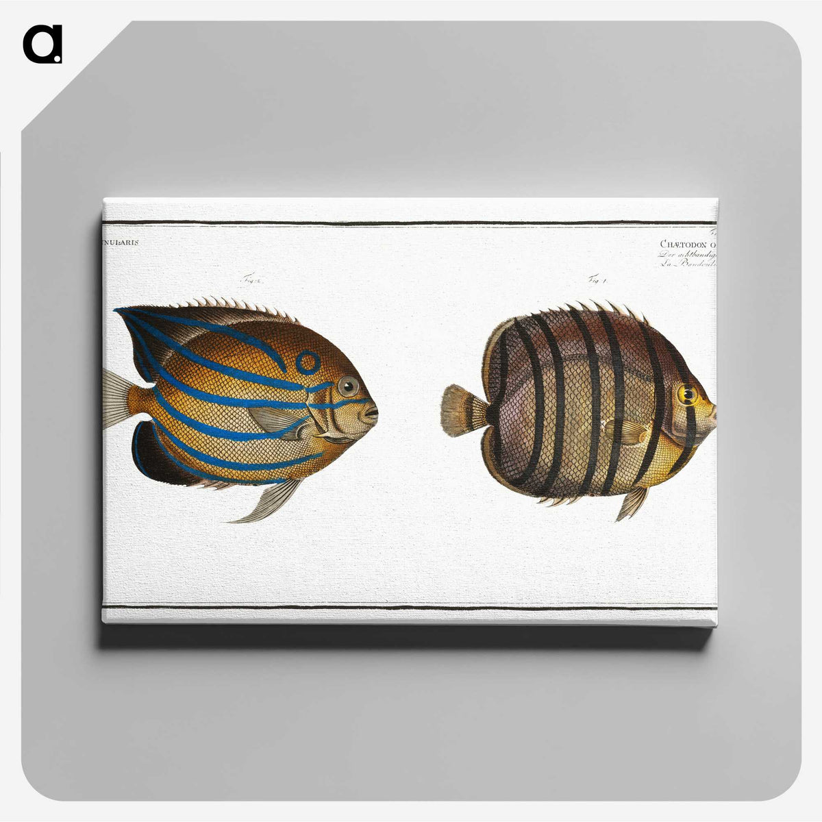 3-3_Ichtyologie-ou-Histoire-naturelle_canvas