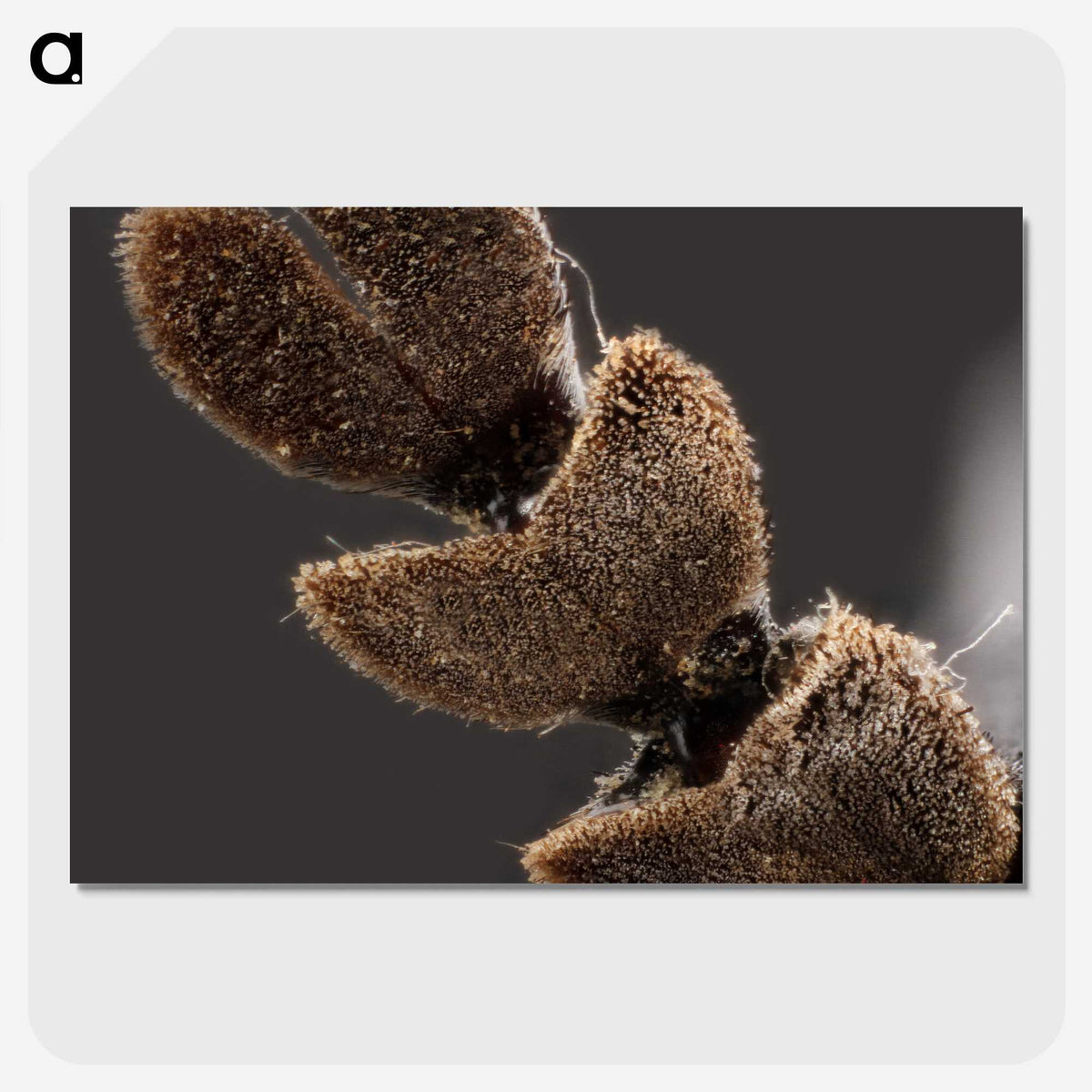 3-3_Insects-Unlocked-Project_picture-crop