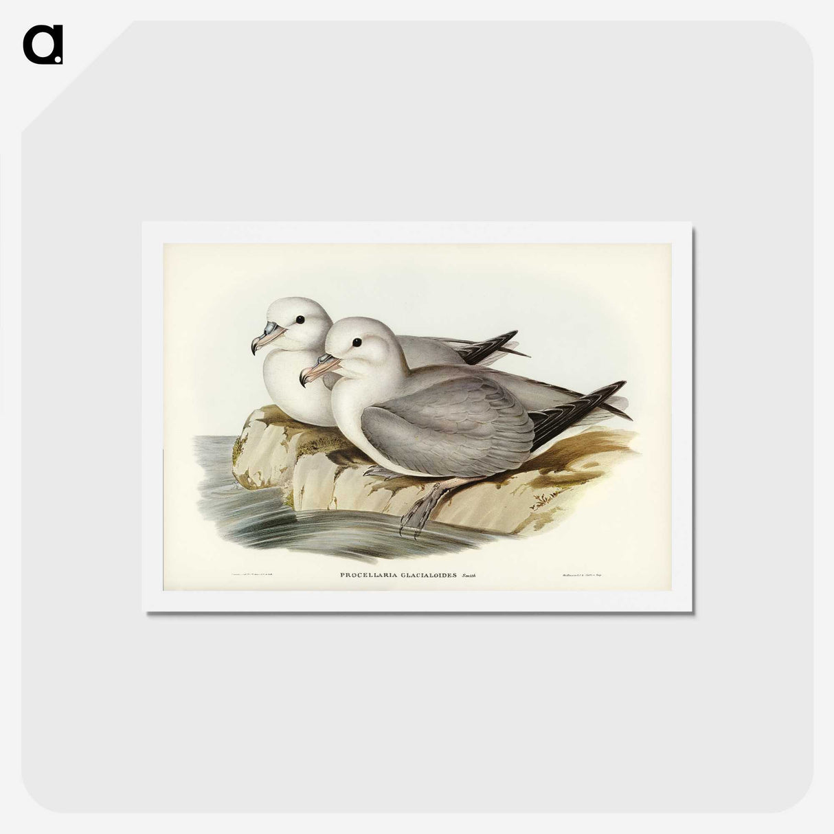 3-3_John-Gould_hagaki