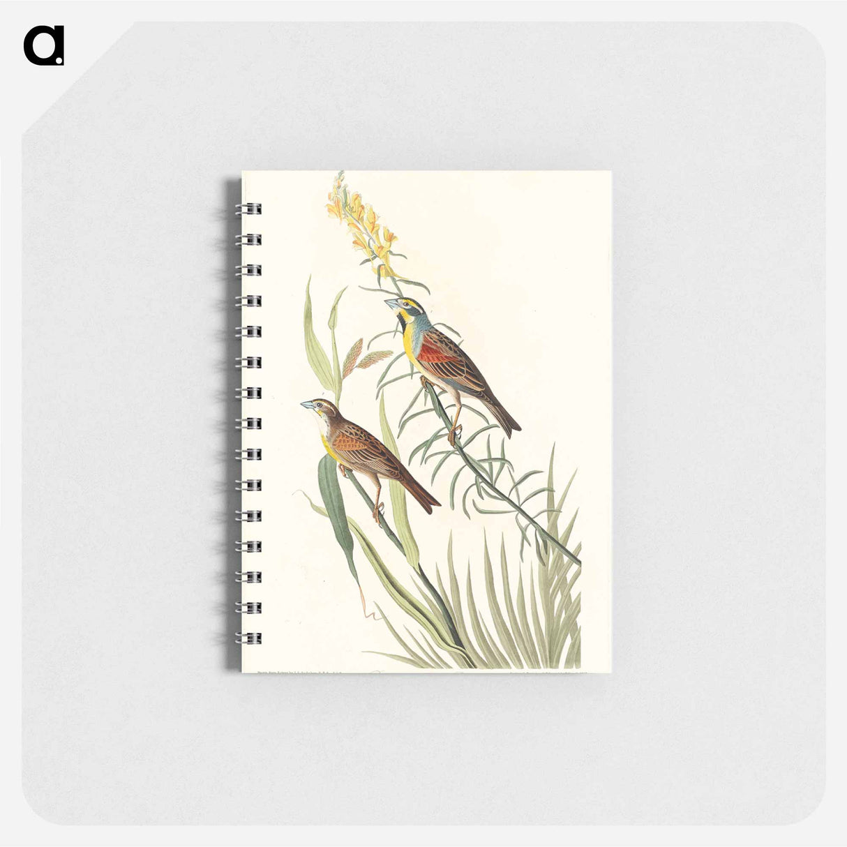 アートメモ帳-Black-Throated Bunting
- ジョン ジェームス オーデュボン Memo.