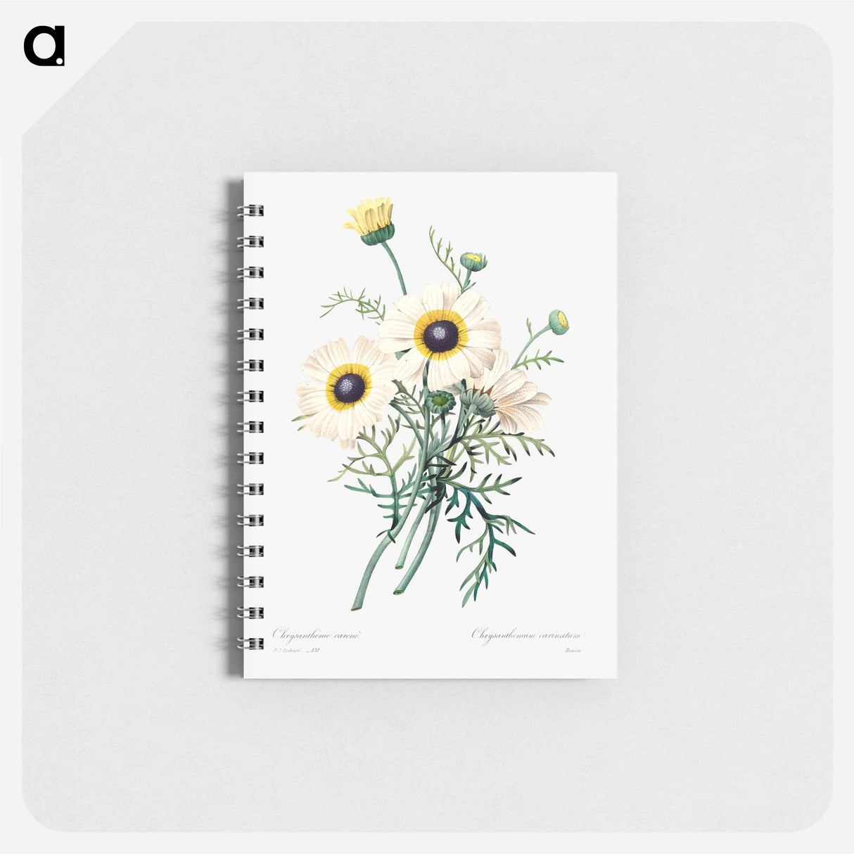 Antique plant - ピエール ジョゼフ ルドゥーテ Memo.