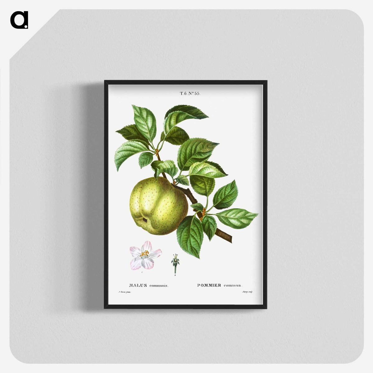 3-3_Treatise-on-Trees-and-Shrubs_blk-crop