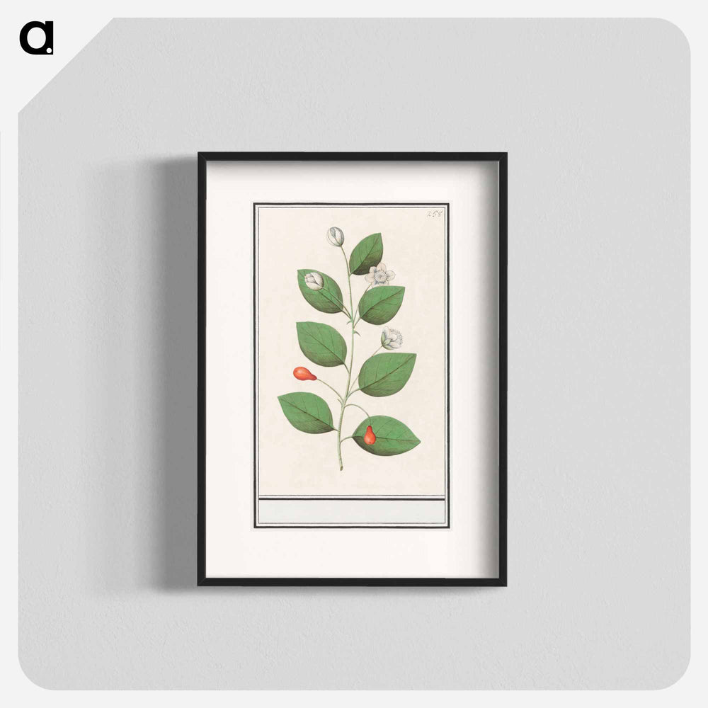 Myrtle family, Myrtaceae - アンセルムス ボエティウス デ ブート Poster.