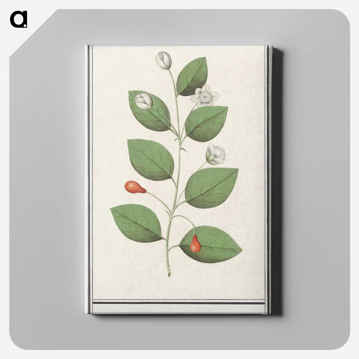 3-40_Anselmus-Boetius-de-Boodt_canvas