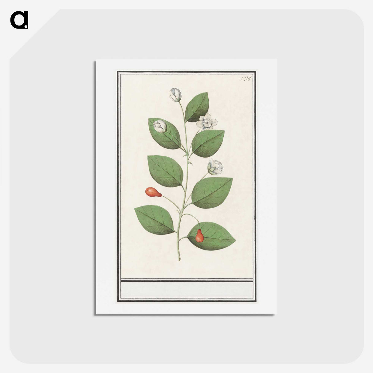 3-40_Anselmus-Boetius-de-Boodt_hagaki