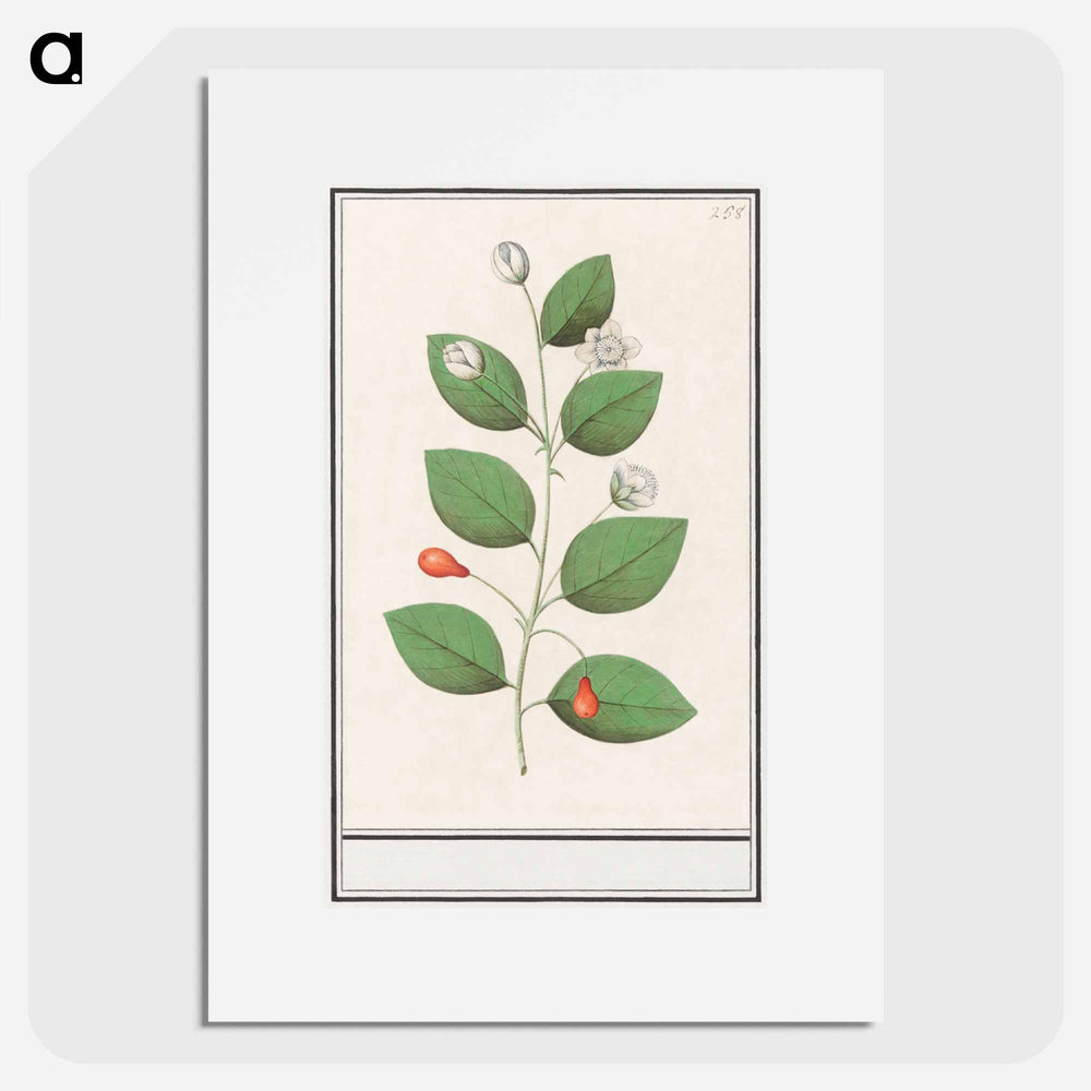 Myrtle family, Myrtaceae - アンセルムス ボエティウス デ ブート Poster.