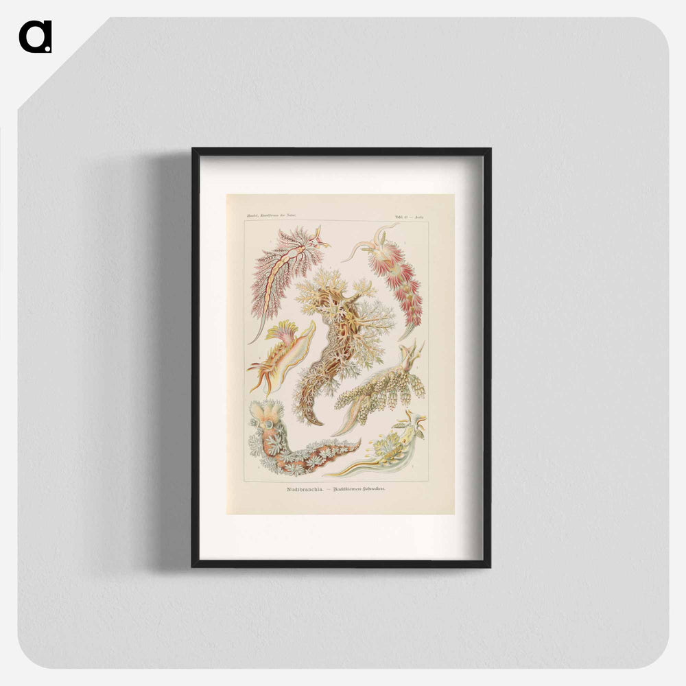 Marine life illustration - エルンスト ヘッケル Poster.