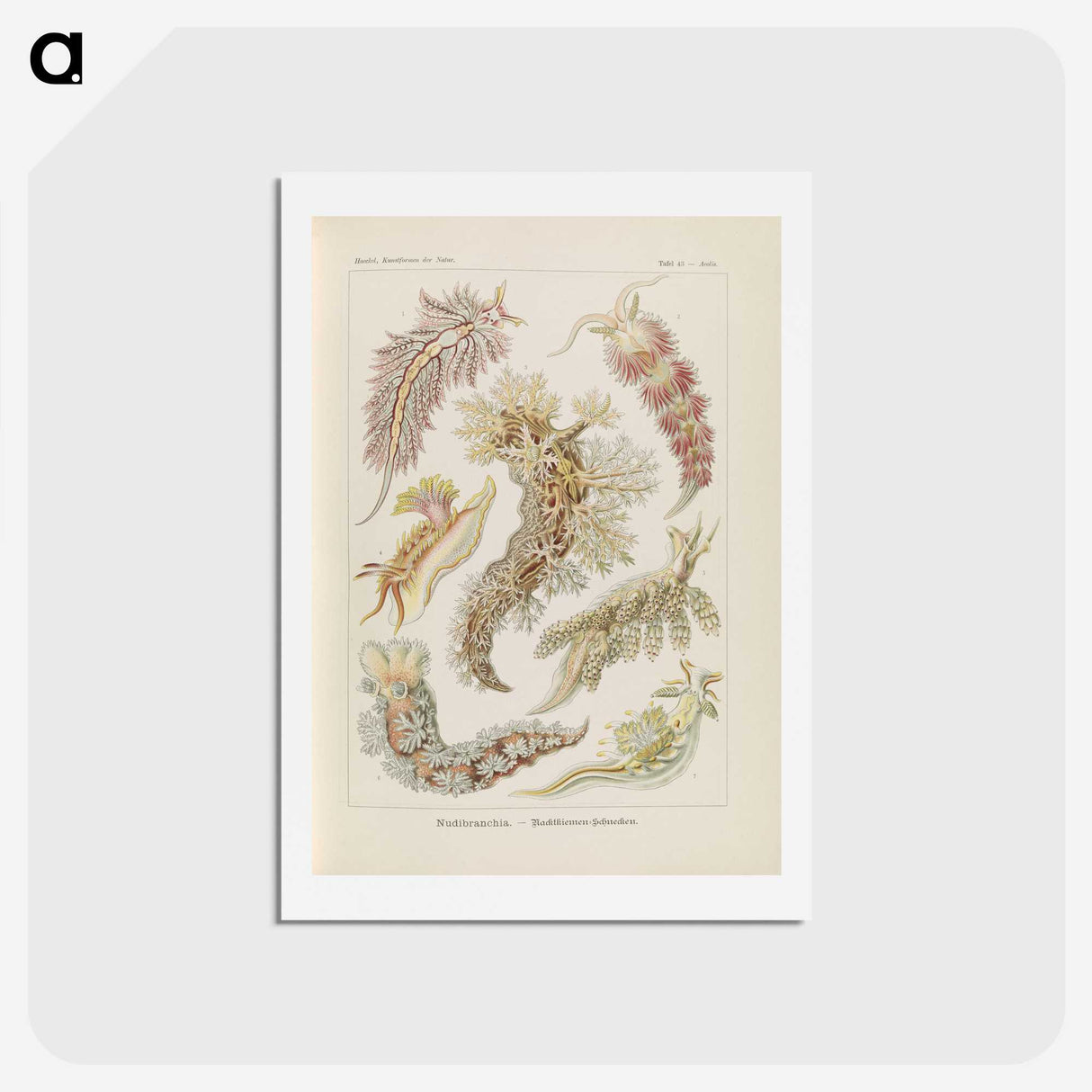 3-40_Ernst-Haeckel_hagaki