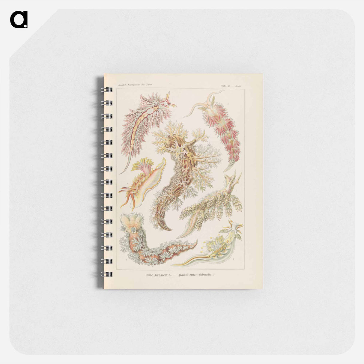 アートメモ帳-Marine life illustration - エルンスト ヘッケル Memo.