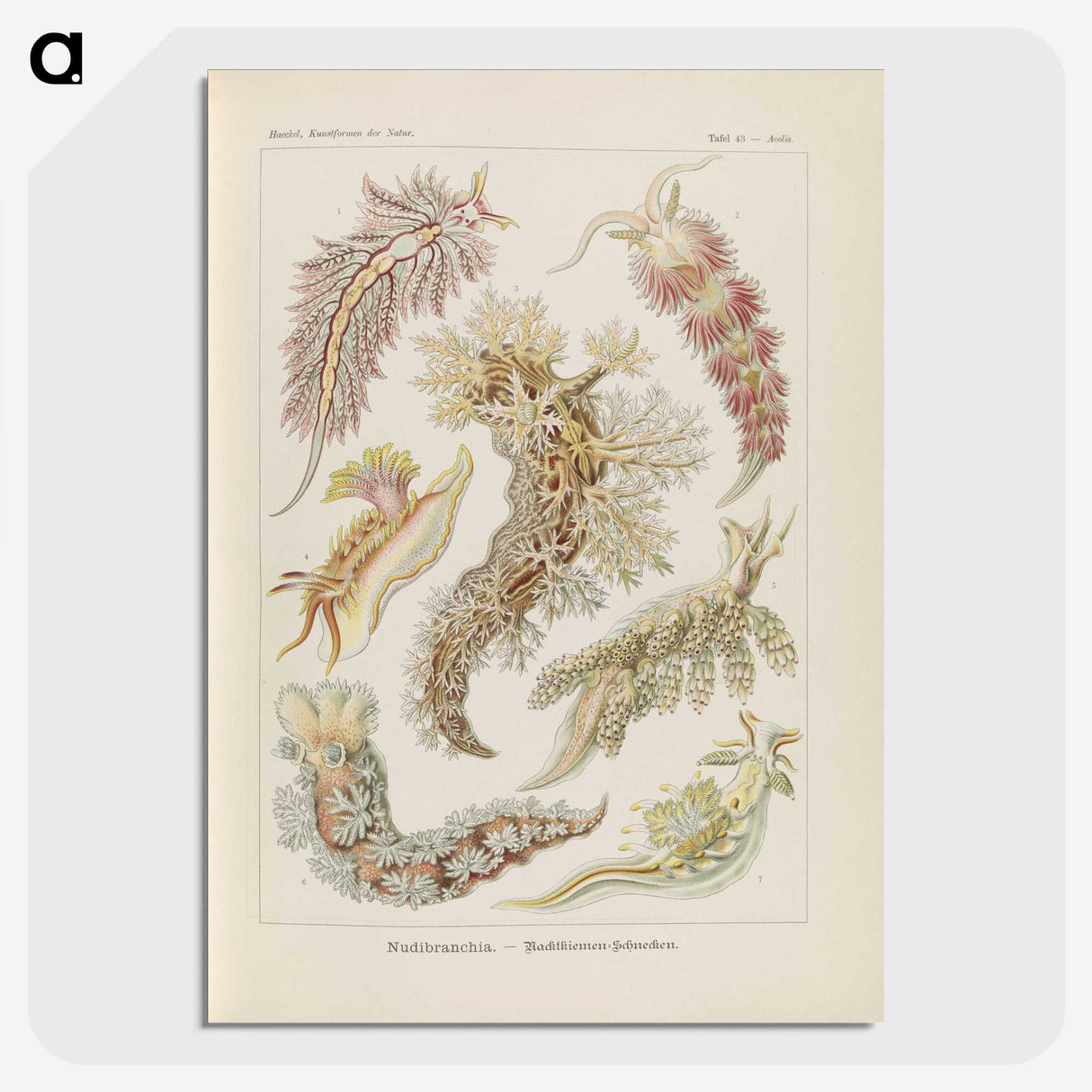 3-40_Ernst-Haeckel_picture-crop