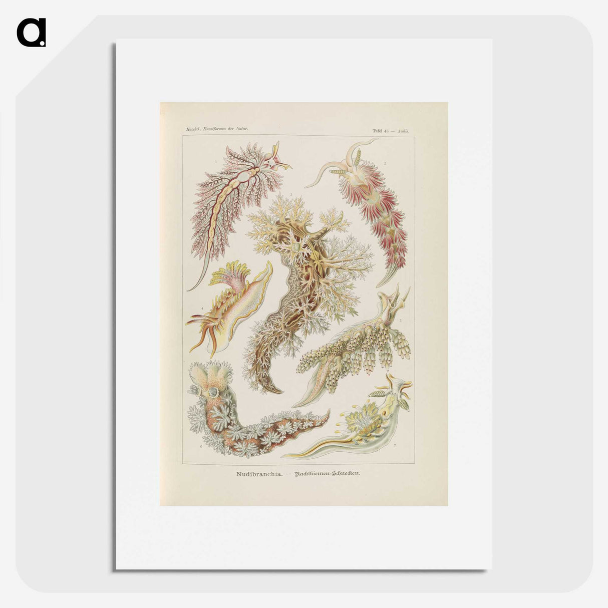 3-40_Ernst-Haeckel_picture