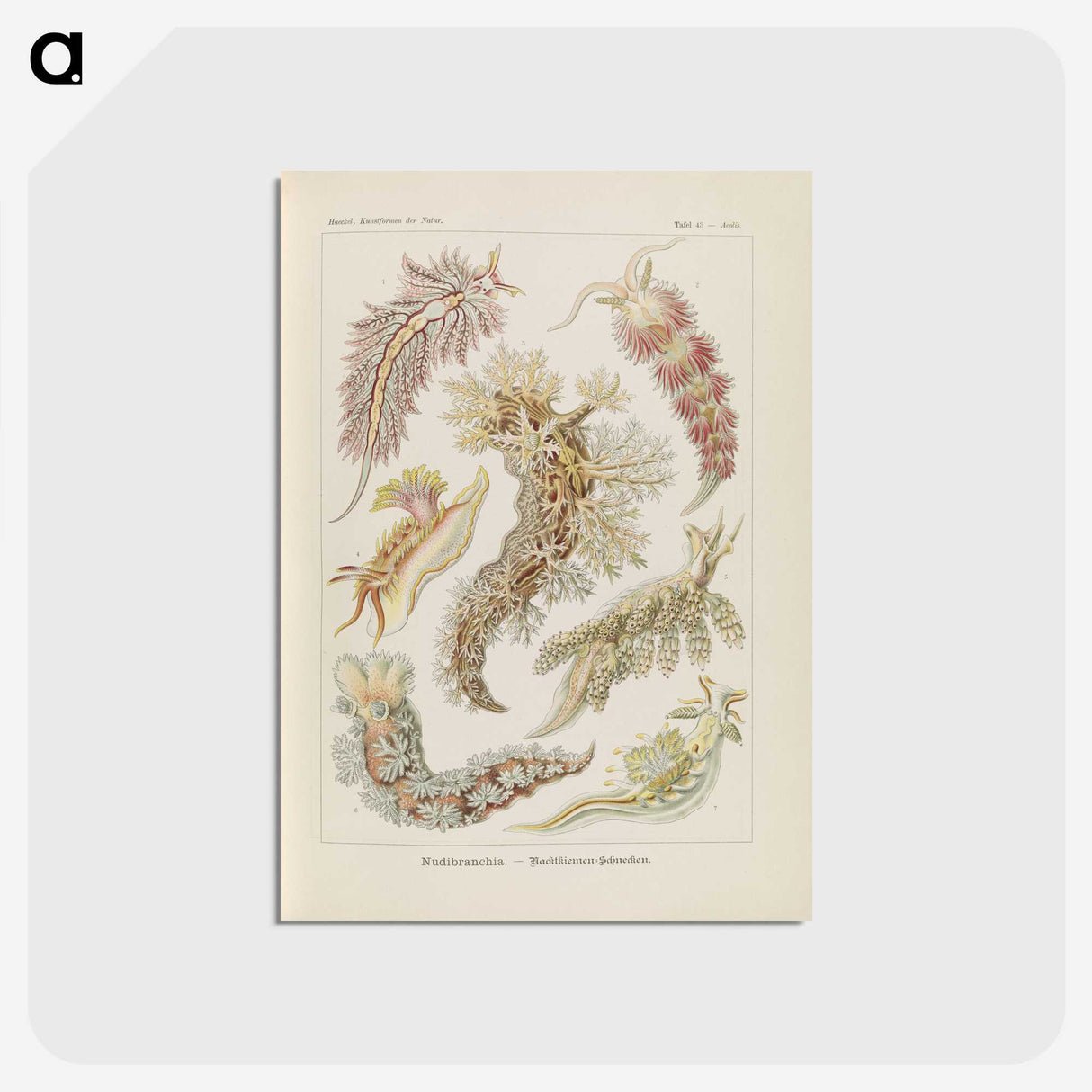 3-40_Ernst-Haeckel_postcard