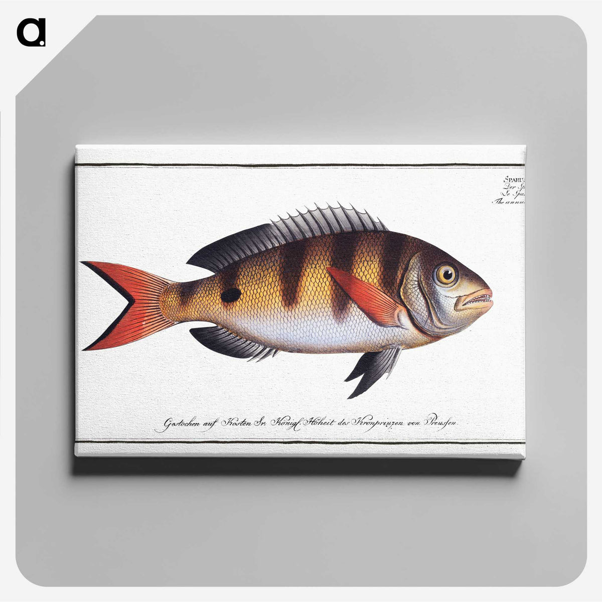 3-40_Ichtyologie-ou-Histoire-naturelle_canvas
