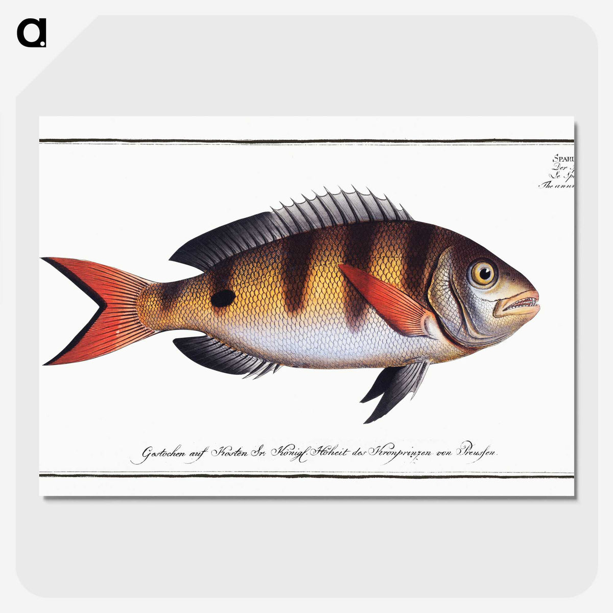 3-40_Ichtyologie-ou-Histoire-naturelle_picture-crop