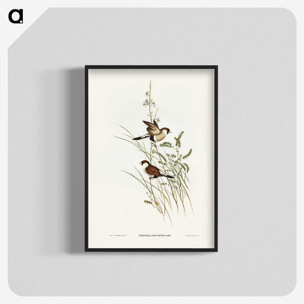 3-40_John-Gould_blk-crop