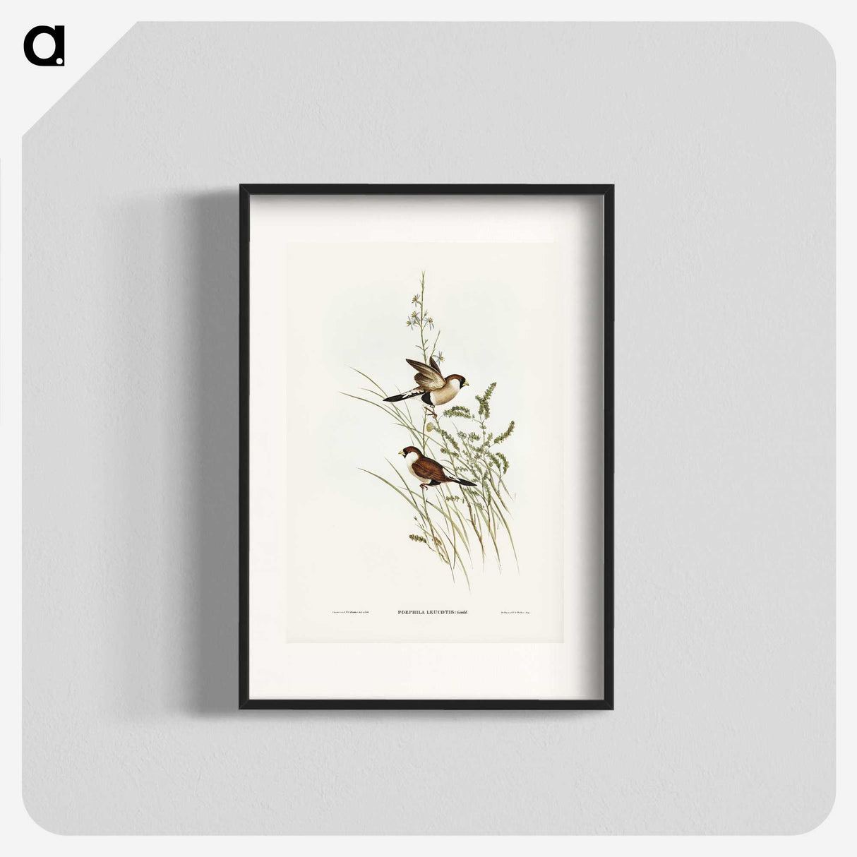 3-40_John-Gould_blk