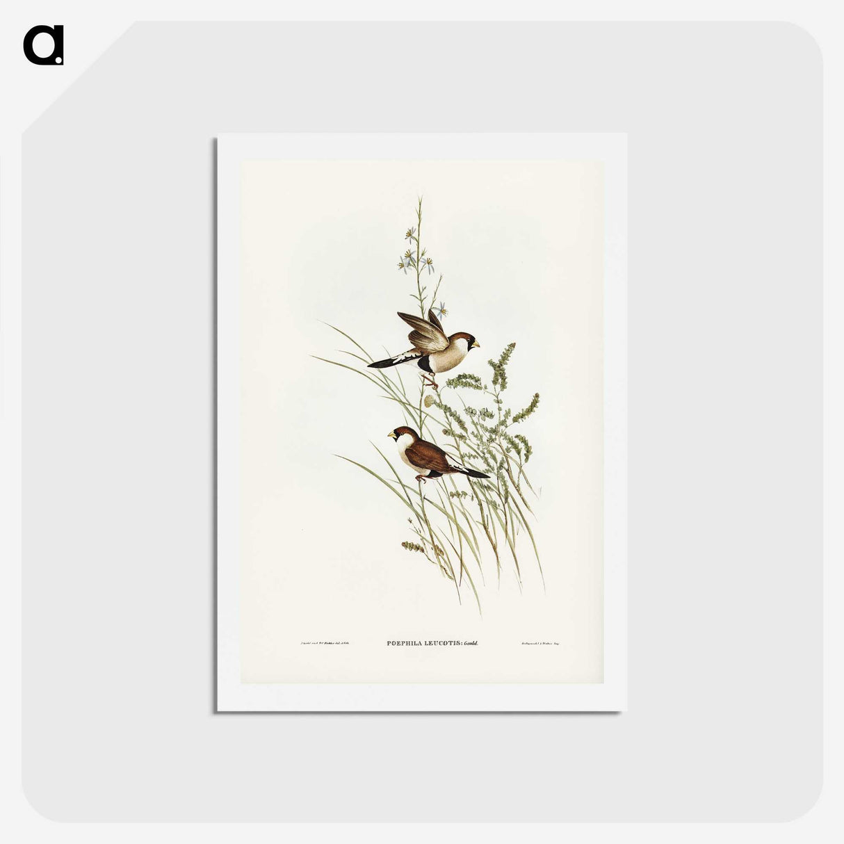 3-40_John-Gould_hagaki