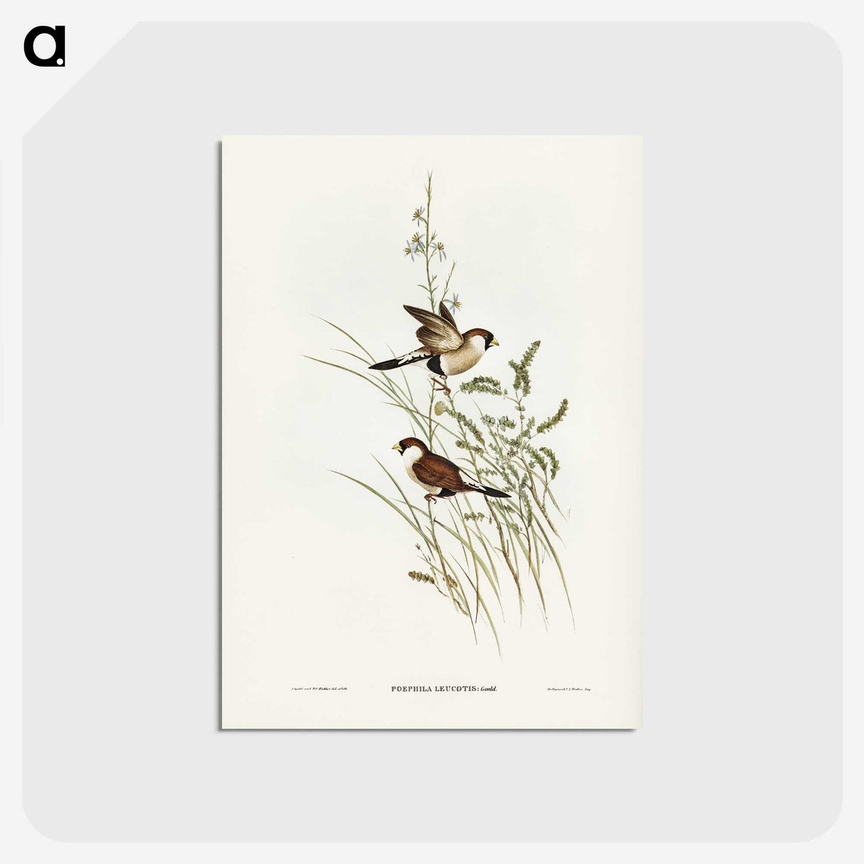 3-40_John-Gould_postcard