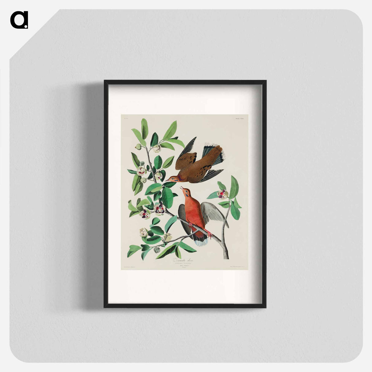 アートポスター-Birds of America
- ジョン ジェームス オーデュボン Poster.