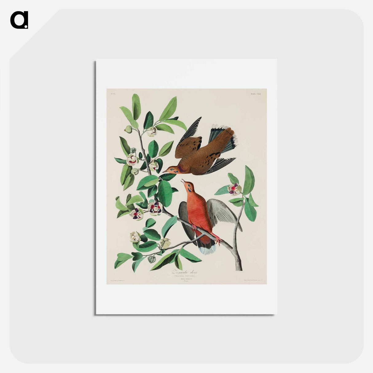 アートポストカード-Birds of America
- ジョン ジェームス オーデュボン Postcard.