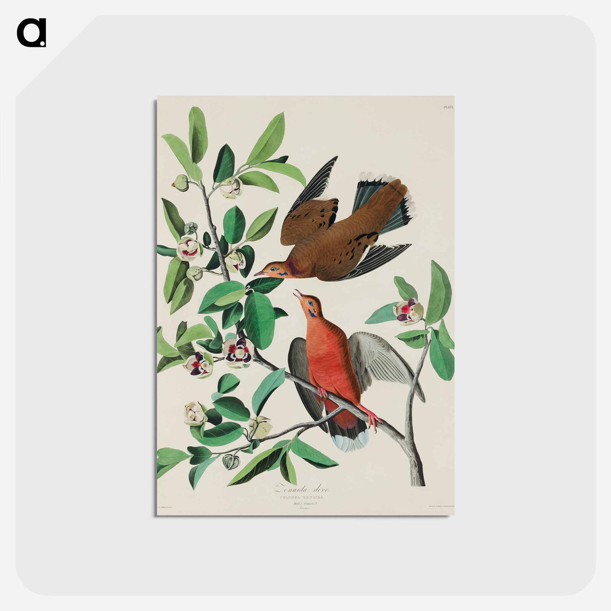アートポストカード-Birds of America
- ジョン ジェームス オーデュボン Postcard.
