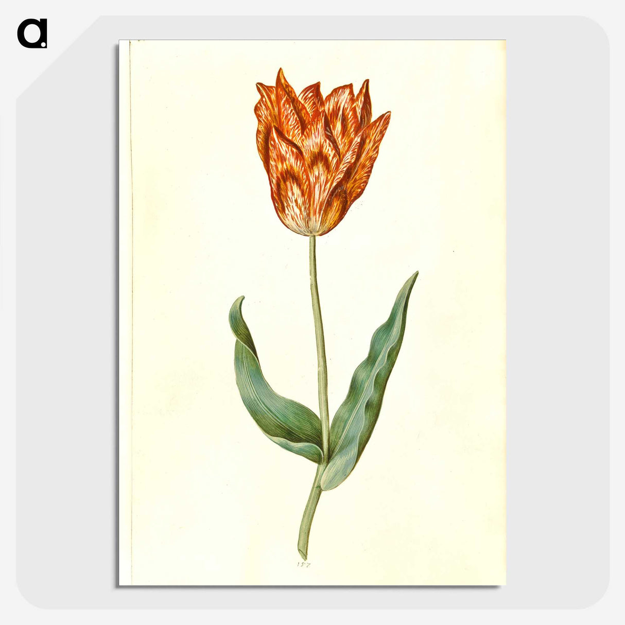 3-40_Maria-Sibylla-Merian_picture-crop