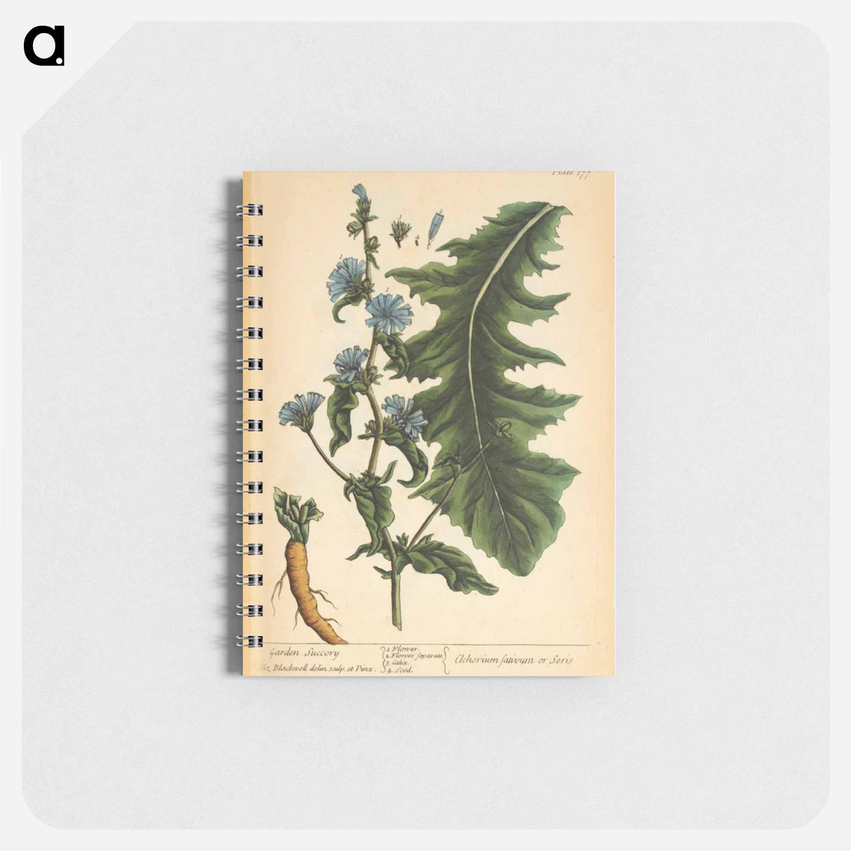 アートメモ帳-Cichorium sativum or Seris
- 国立医学図書館 Memo.