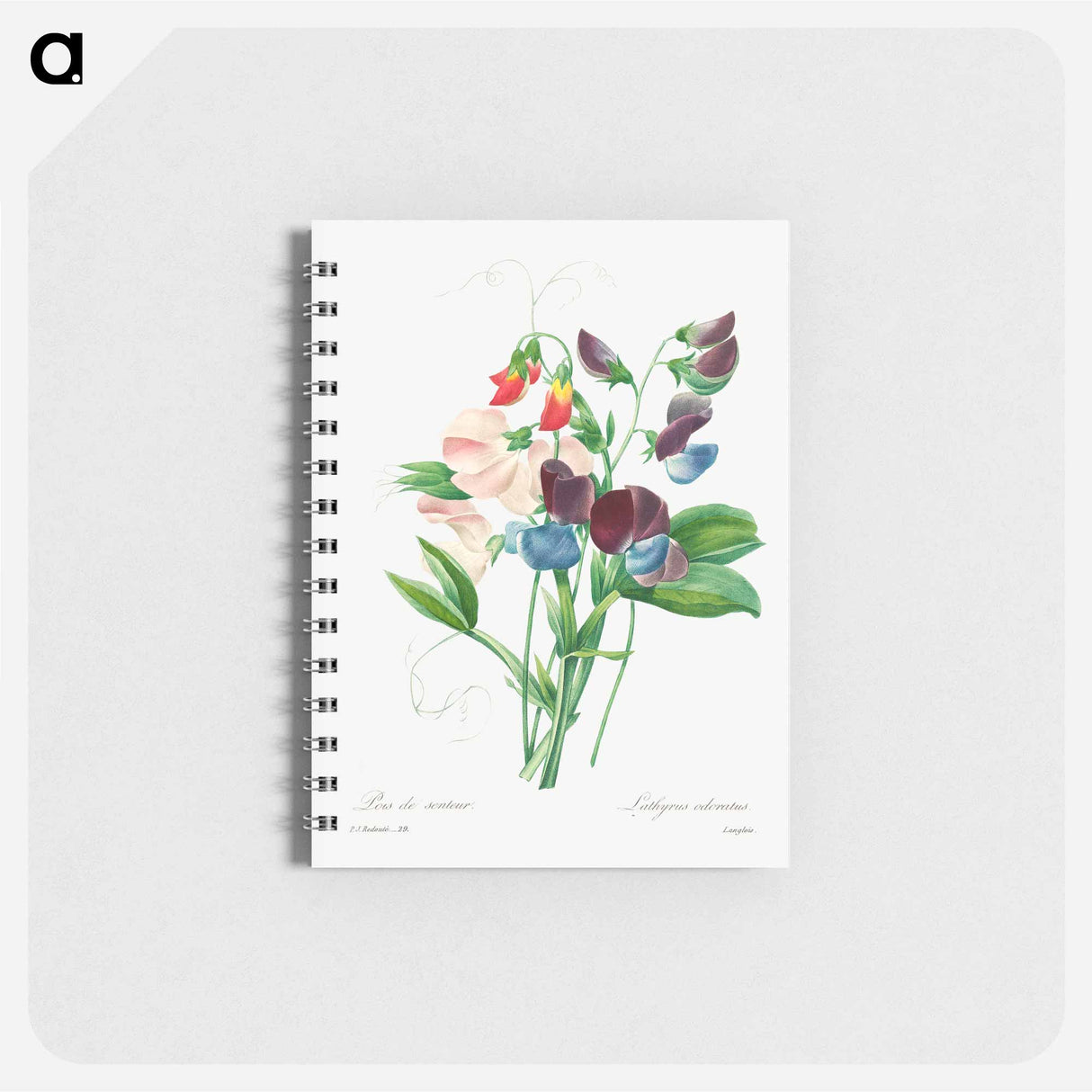 Sweet pea - ピエール ジョゼフ ルドゥーテ Memo.