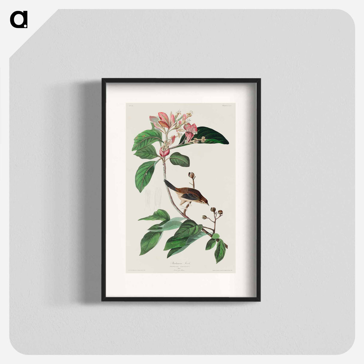 アートポスター-Bachman's Finch from Birds of America
- アメリカの鳥たち Poster.