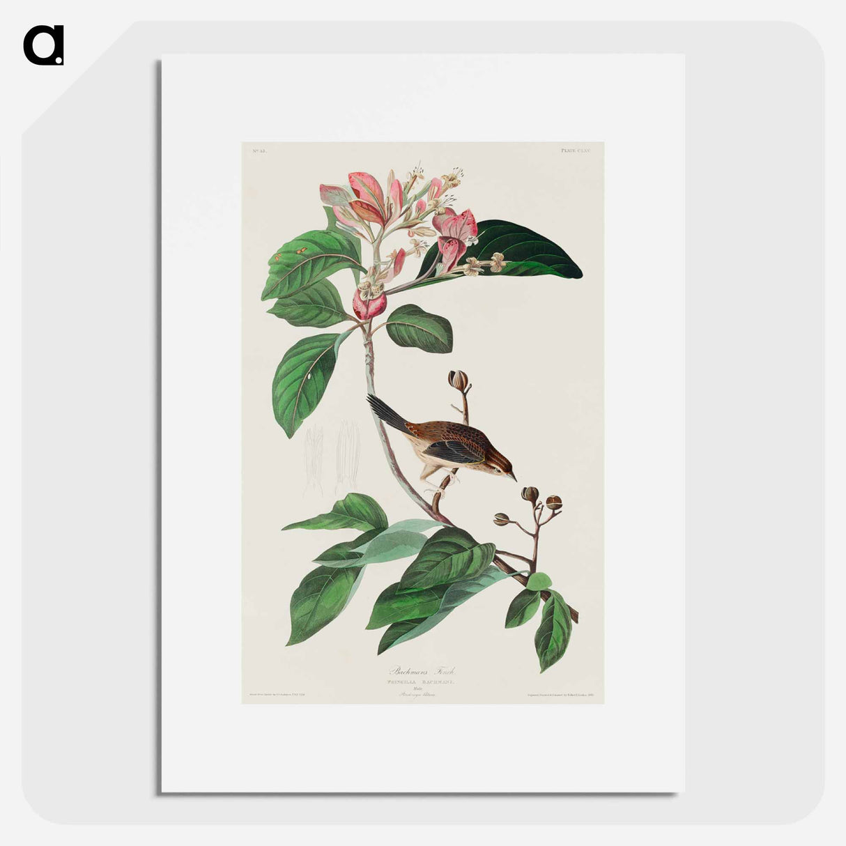 アートポスター-Bachman's Finch from Birds of America
- アメリカの鳥たち Poster.