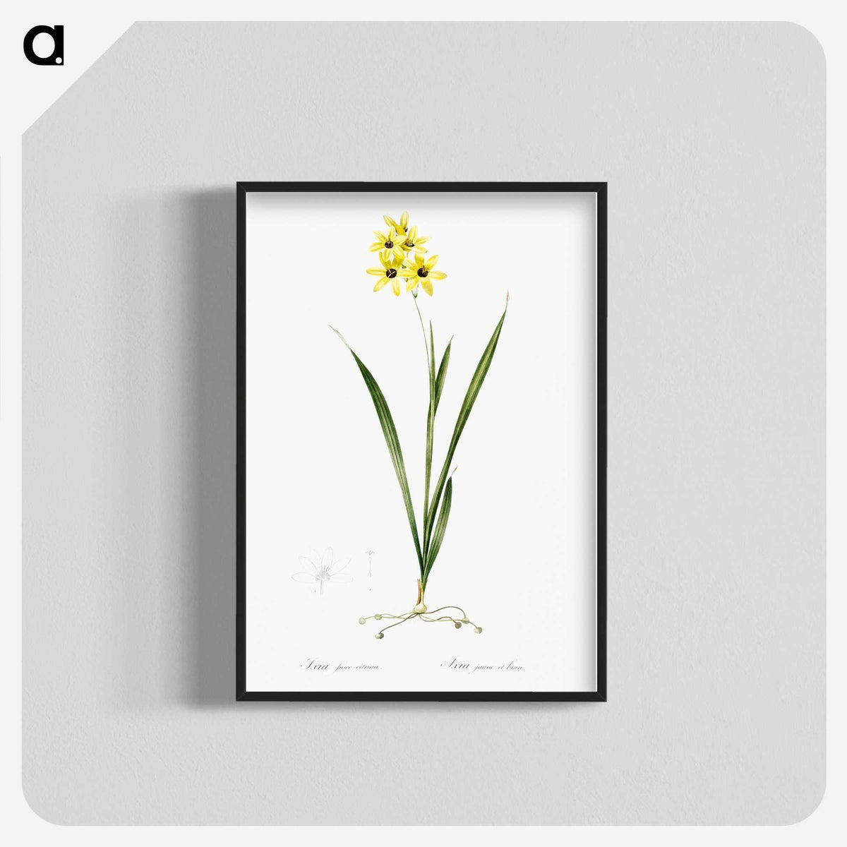 3-40_The-Lilies_blk-crop
