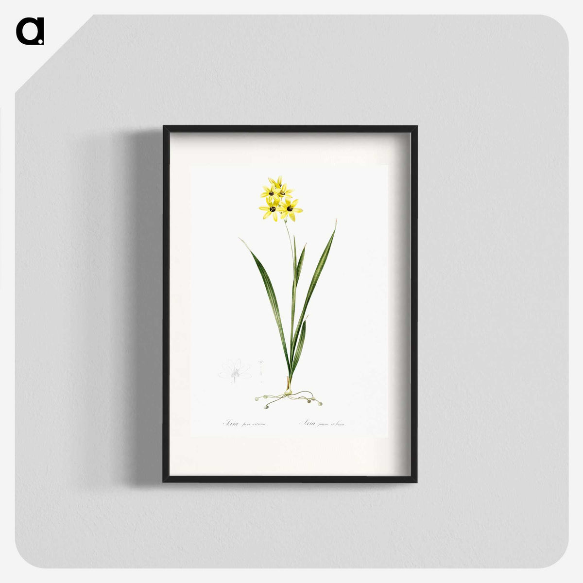 3-40_The-Lilies_blk