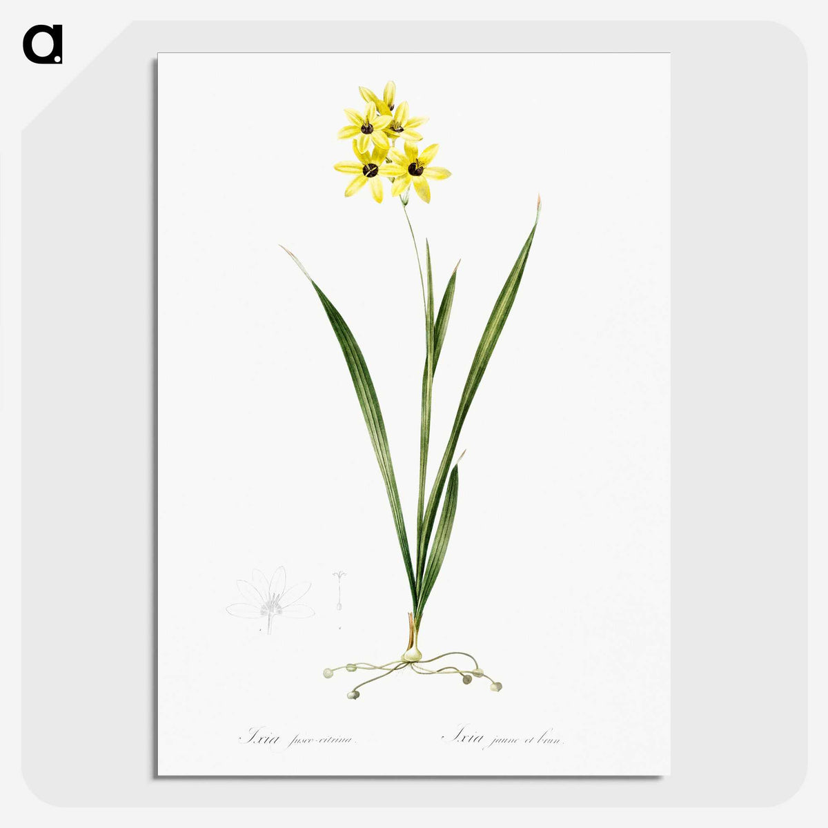3-40_The-Lilies_picture-crop