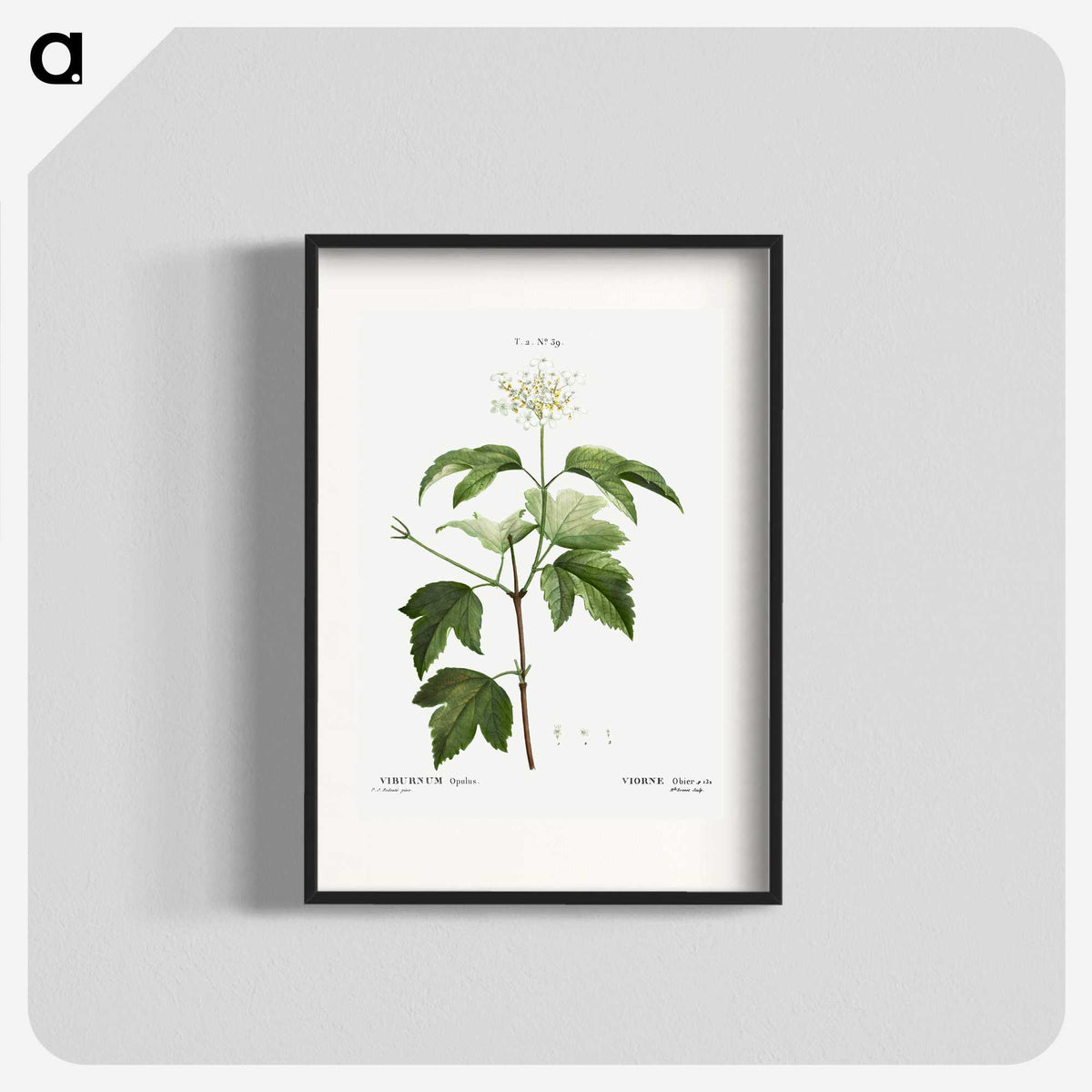 3-40_Treatise-on-Trees-and-Shrubs_blk