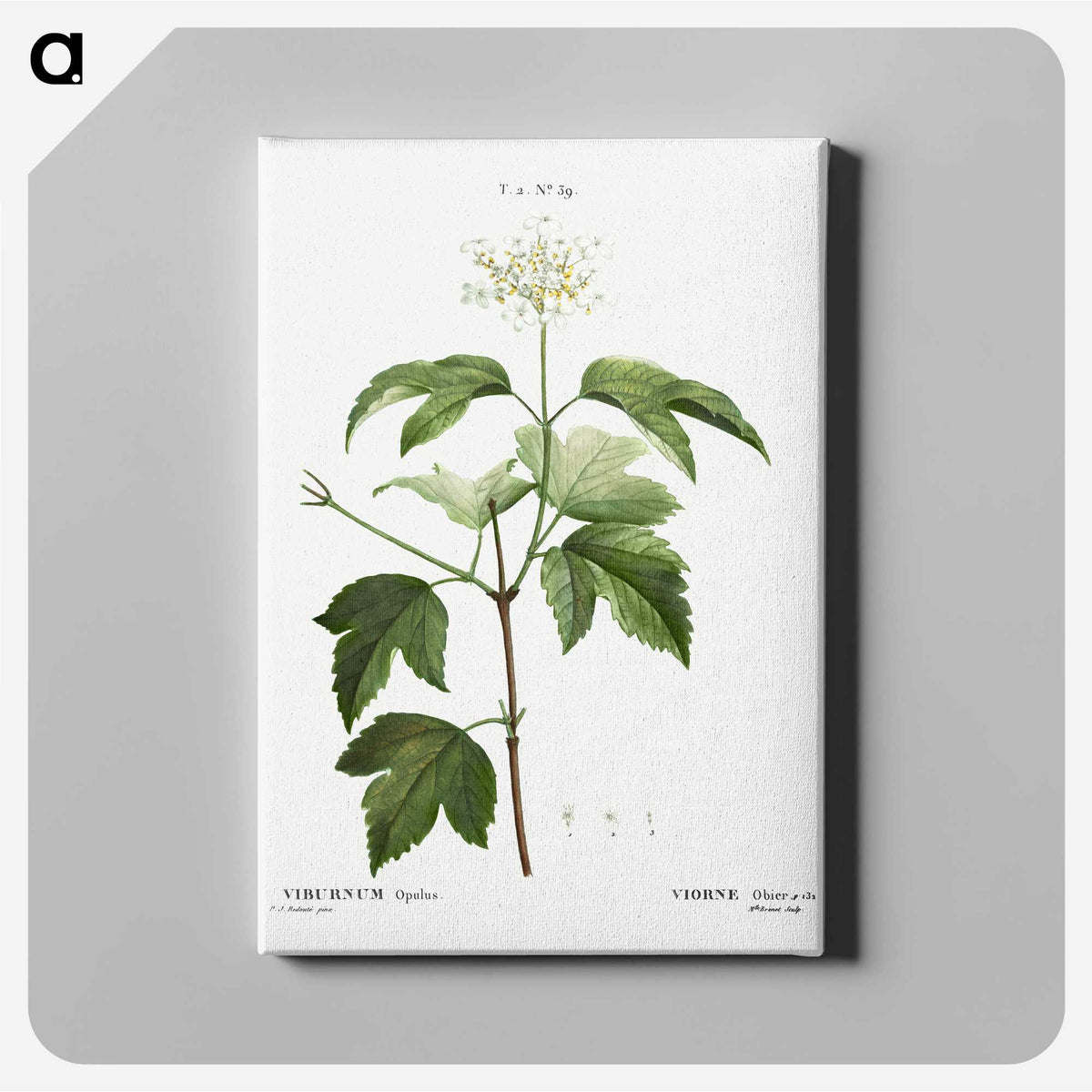 3-40_Treatise-on-Trees-and-Shrubs_canvas