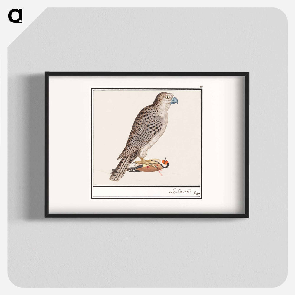 Gyrfalcon - アンセルムス ボエティウス デ ブート Poster.