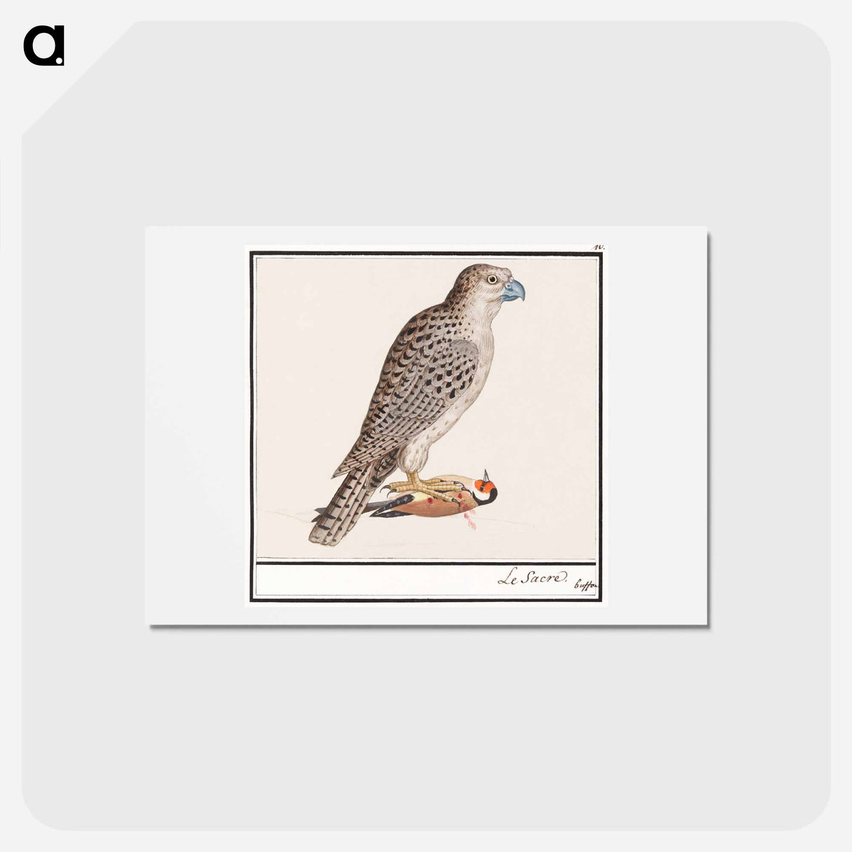 アートポストカード-Gyrfalcon - アンセルムス ボエティウス デ ブート Postcard.