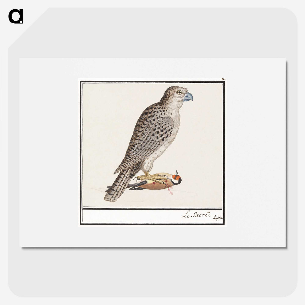 3-41_Anselmus-Boetius-de-Boodt_picture