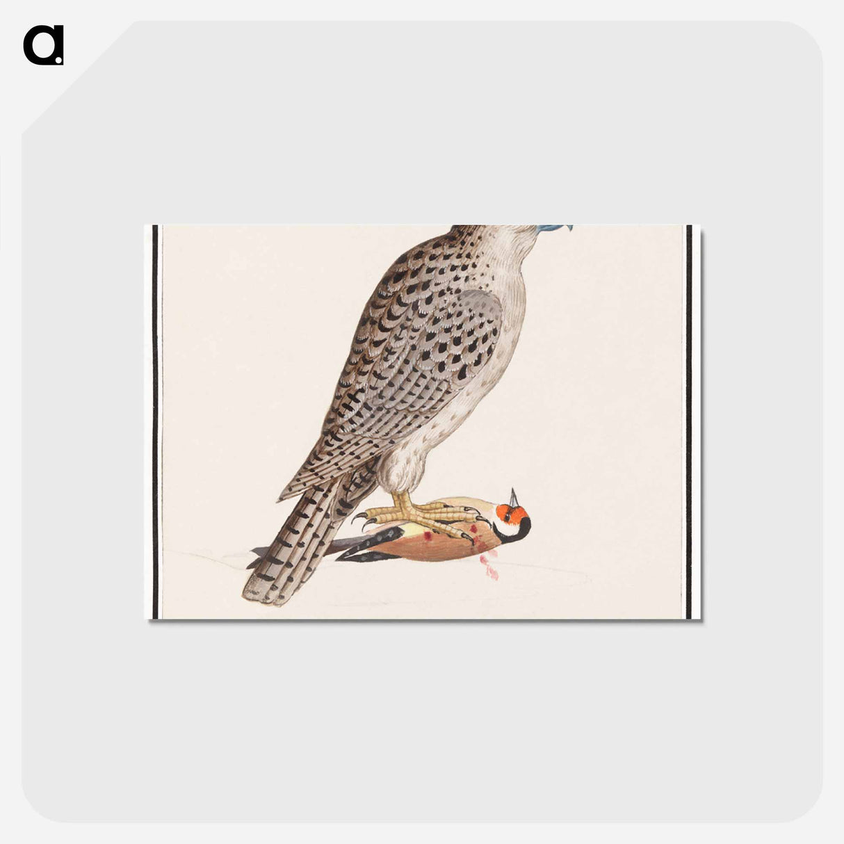 アートポストカード-Gyrfalcon - アンセルムス ボエティウス デ ブート Postcard.